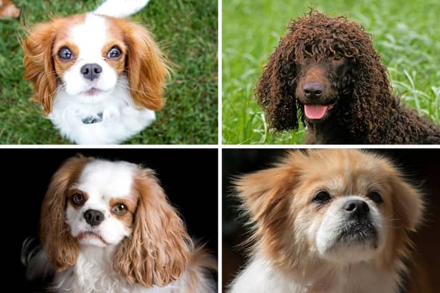 Four popular breeds of spaniel.