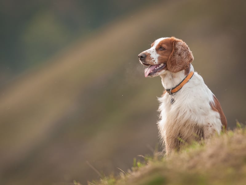Recognised as a distinct breed by the Kennel Club in 1902, Welsh Springer Spaniels are closely related to their Englsih cousins. The Welsh variety is generally smaller, with a distinctive red and white coat. The Kennel Club received 174 registrations in 2024.
