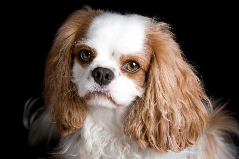 Completing our list, with 45 Kennel Club registrations in 2024, is the King Charles Spaniel. Sharing much of its history - and its name - with its slightly larger Cavalier cousin, the King Charles Spaniel's association with royalty dates back to Queen Mary I. It also has a rounder head and a shorter nose than the far more popular Cavalier King Charles Spaniel.