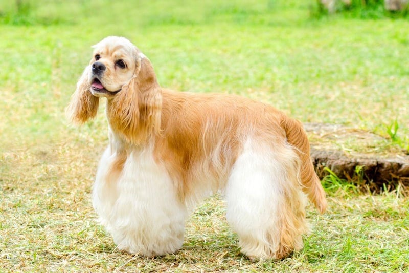 One of two types of Cocker Spaniel recognised by the UK Kennel Club, the American Cocker Spaniel got its name from their use to hunt woodcock. Interestingly the name 'spaniel' itself comes from the breed's origins in Spain. An unsual breed in the UK, just 143 were registered in 2024.