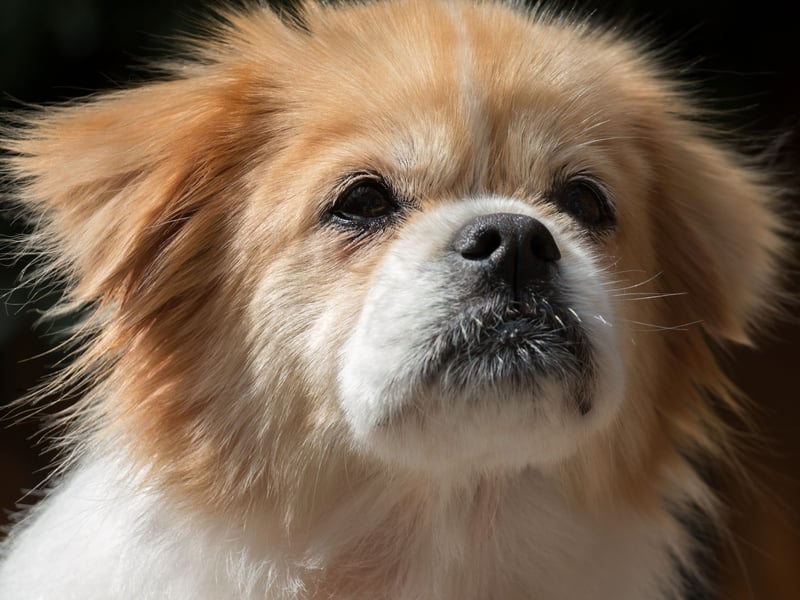 Named after the country of its origin, the small Tibetan Spaniel isn't a 'true' spaniel, lacking the Spanish lineage of the rest of its group. It's thought it earned the spaniel name due to its resemblance to the Cavalier King Charles Spaniel. 110 of these 'fake' spaniels were registered in 2024.