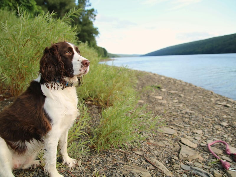 The most popular of two types of Springer, the English Springer Spaniel is a gun dog named after its talent for flushing - or springing - birds into the air from their hiding spots. They are very closely related to the English Cocker Spaniel - just a century ago litters might have contained examples of both breeds. It's the second most popular breed of Spaniel, with 6,527 registered last year.