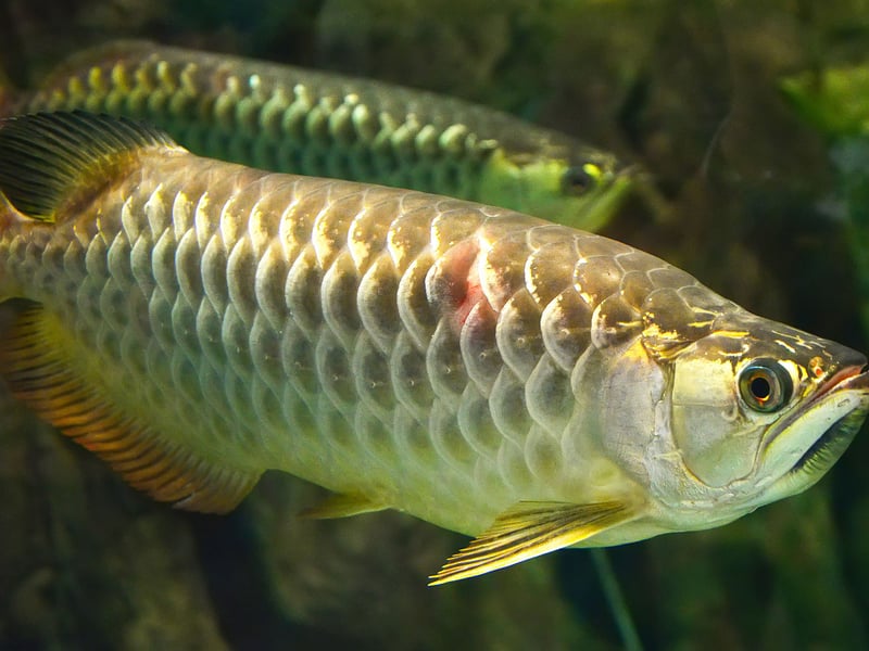 Growing up to three feet, the ,mighty Arowanas are powerful surface-dwelling predators. Known for their metallic sheen and jumping ability, they require massive tanks, secure lids, and are best kept solo or with strong tankmates - these fish are proper carnivores. Although they need a large aquarium, they'll only occupy the top couple of feet.