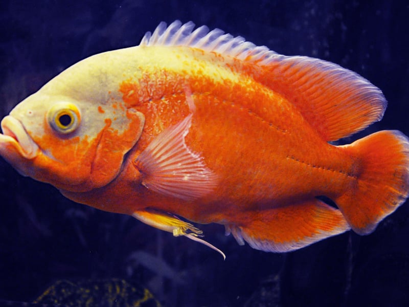  (Astronotus ocellatus)** 
Oscars can reach 12–14 inches in length and are quite remarkable animals - they are intelligent and interactive fish, able to recognise their owners and display unique personalities. These fishy monsters are best kept in large tanks with strong filtration due to their delightfully messy feeding habits.