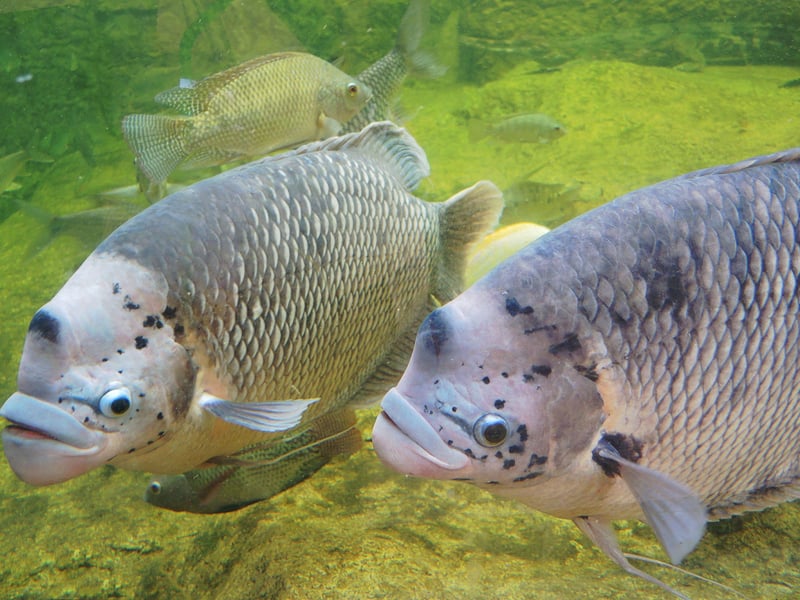 Reaching up to 28 inches, Giant Gouramis are gentle giants. They’re intelligent, long-lived, and can become attached to their keepers. With a face only a mother could love, they need large tanks and plenty of open swimming space. A naturally friendly creature, they can coexist with similarly-sized fish.