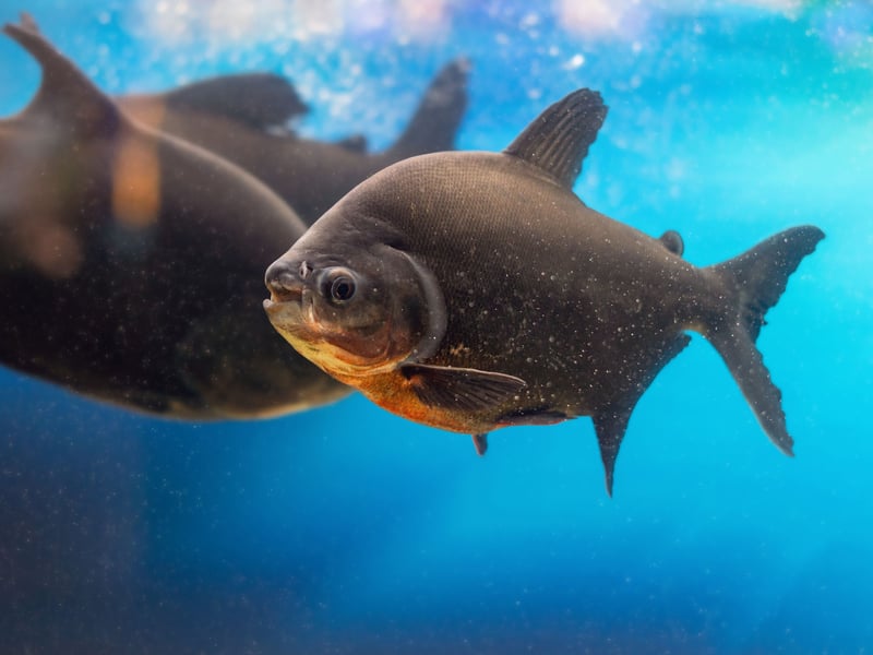 With those bitey-looking wee faces the Pacu is often confused with the notorious Pirahha, but they couldn't be more different when it comes to diet, being entirely peaceful carnivores. They may be chilled but they are not small - growing to over two feet. That heft and their active swimming style means they need plenty of room in a tank.