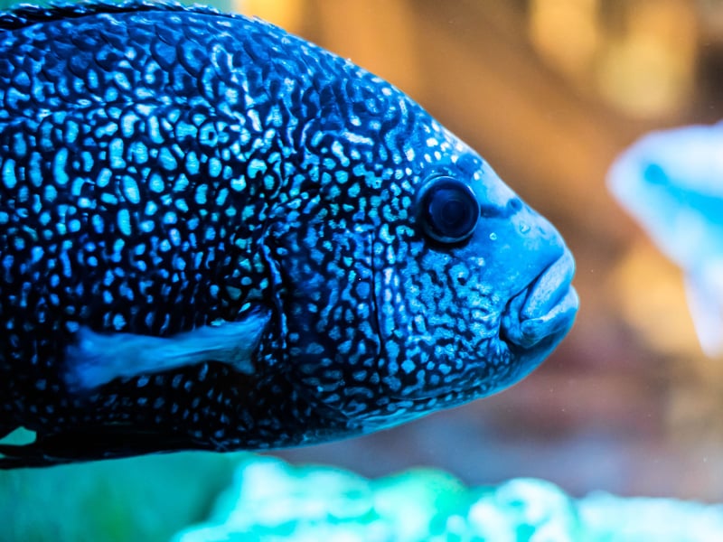 Originally from Central American countries like Mexico and Honduras, the Jack Dempsey Fish is named after a famous 1920s boxer thanks to its fearsome face and aggressive nature. Best kept alone in a tank, it's also important to provide them with somewhere to hide away - all 10 inches of them.