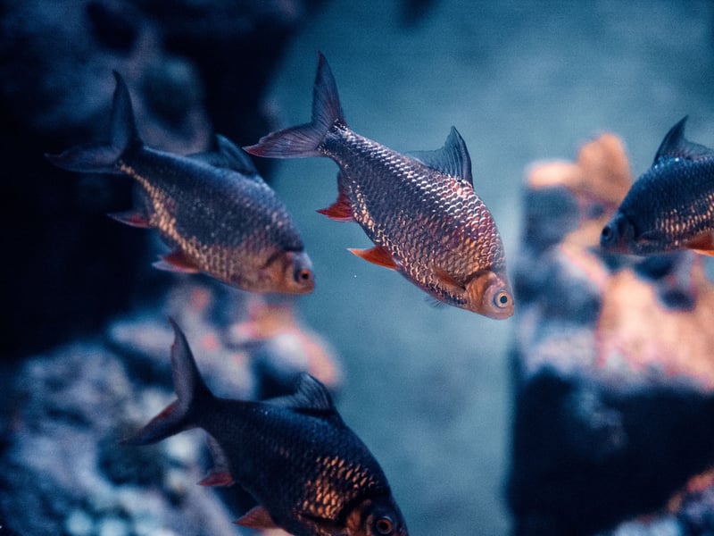 Reaching 14 inches, Tinfoil Barbs are fast, peaceful, and social bars of scaley silver. Best kept in schools, they need a large tank and strong currents. They’re not aggressive but may bully smaller fish out of their food.