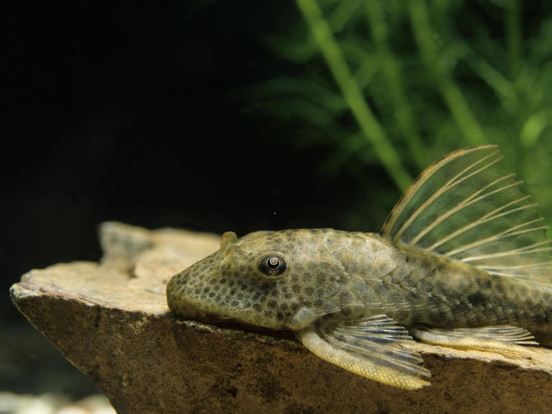 They may be small in the pet shop but don't be fooled - the Common Plecostomus (or Pleco) can easily reach 18-24 inches in length. These algae eaters are perfect for keeping your tank clear of the green stuff and, as long as they have a few hiding spots, they can thrive in a large community tank.