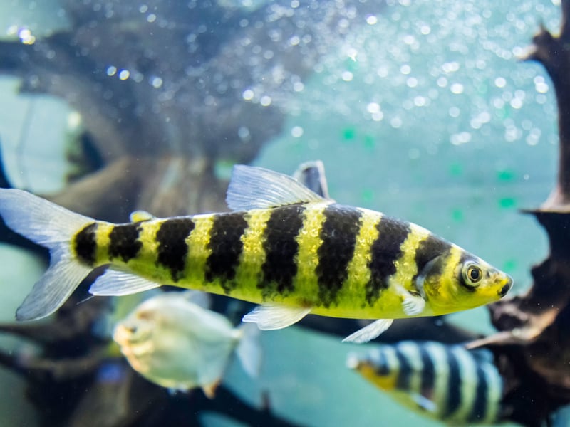 The Banded Leporinus is a stunningly-patterned fish that can grow up to a foot in length. They enjoy living in small schools so if you are looking for a pack of fish to dart around your enormous tank then these are a good choice. They just love to jump, so make sure that lid is good and secure.