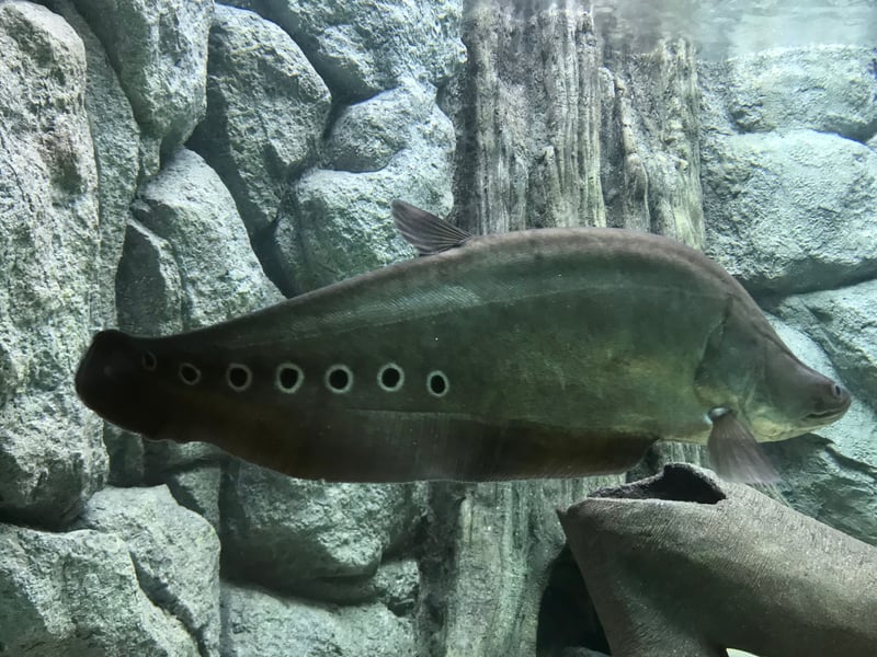 Looking every inch like something from a horror movie, the elegant Clown Knifefish reaches up to a terrifying three feet. Mainly nocturnal (of course they are) they need plenty of hiding places in their huge aquarium home. Highly predatory, they can only share a tank with fish too big to fit in their gaping mouth - and even then it's a bit of a gamble.