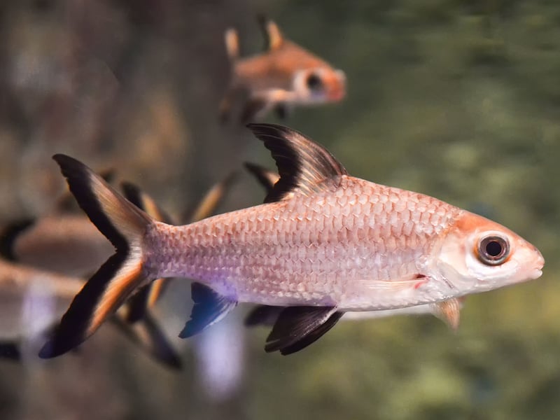 Peaceful and striking, Bala Sharks can grow up to 14 inches. They’re active swimmers and prefer to be in groups - so are another ideal fish for school fans. The require large, long tanks with plenty of open space and clean water. Not real sharks...