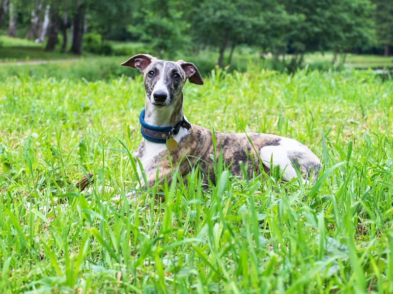 Closely resembling the Greyhound, the Whippet is slightly smaller - although not as small as the Italian Greyhound. They were first bred in Britain and are thought to have the highest acceleration of any dog breed. There were 3,643 Whippets registered by the Kennel Club in 2024.