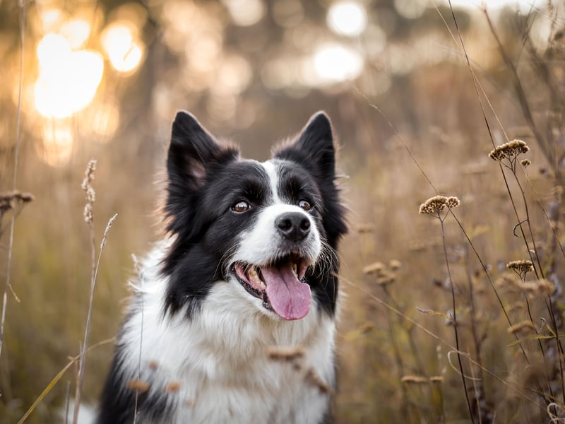 Completing the top 5 most popular medium-sized dogs is the world's smartest pup - the brainy Border Collie. Famously used to herd sheep, there are few things you can't train this breed to do. There were 1,463 new Border Collie registrations with the Kennel Club last year.