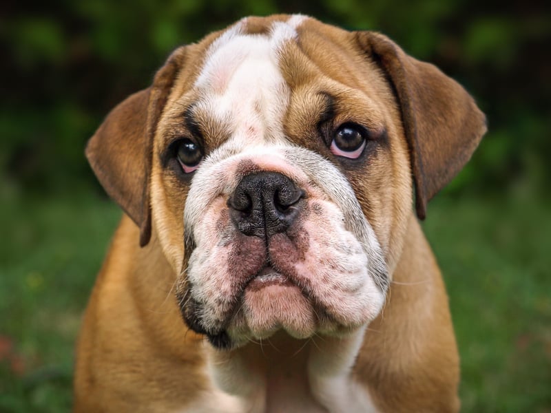 The Bulldog is one of the breed of dog most closely associated with the UK and remains popular - although not as popular as its smaller French cousin. There were 3,865 Bulldog registrations in 2024, giving it the bronze medal for medium breeds.