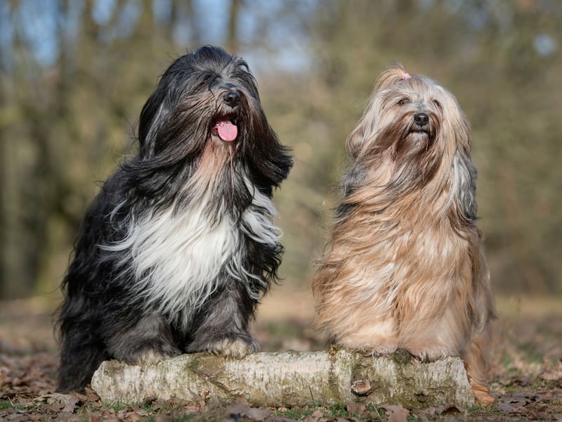 Despite the name, the Tibetan Terrier isn't actually a terrier - it was mistakenly given the name by European travellers because they thought it looked like a terrier. In their native Nepal they are known as the Tsang Apso, meaning 'bearded dog' - which seems about right. There were 702 registered with the Kennel Club last year, completing our list.