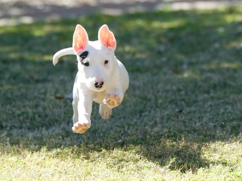 Immediately indentifiable by their beautiful bullety head, the Bull Terrier originates in 19th century England where it was used for vermin control and, in less enlightened times, dog fighting. They are now mainly loving family pets, with 1,225 registered with the Kennel Club last year.