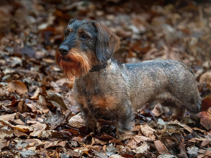 While Miniature Dachshunds are the most popular type of sausage dog - the Smooth Haired variety is the fourth most popular dog breed in the UK - their larger cousins are also part of many housholds. The Wire Haired Dachshund is the most common of these medium-sized dogs, with 994 registrations last year.