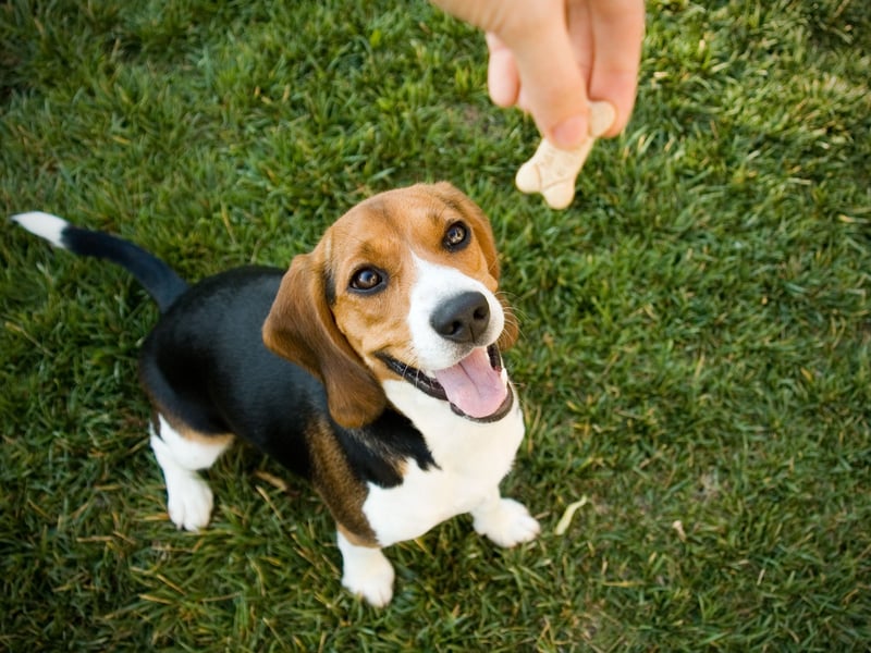 First bred in 1830s Britain, the Beagle was developed for hunting rabbits or hare (in a sport called beagling). They are now mainly pets who are loyal and affectionate - if occasionally strong-willed and naughty. There were 1,170 of these talented dogs registered last year.