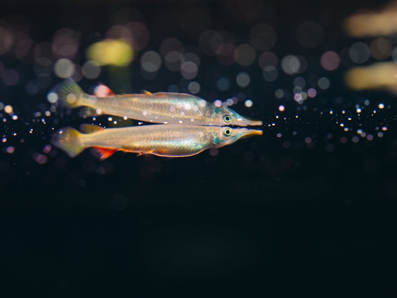 The slender and unusual body of the Wrestling Halfbeak makes a quirky addition to a community aquarium. They get their name from their elongated lower jaw and happily swim around close to the surface. They are a peaceful fish that will get on with the majority of tankmates.