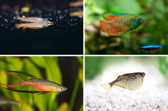 Four popular tropical fish that tend to swim near the top of an aquarium.
