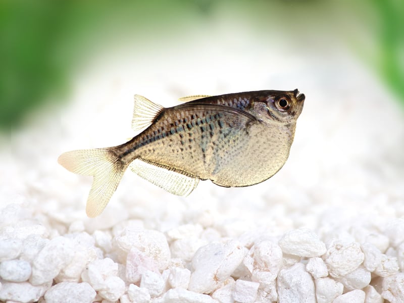 Hatchetfish are peaceful, silver-bodied fish with a unique hatchet-shaped body - they certainly are in no danger of being mistaken for any other fishy friend. They love staying at the surface but are excellent jumpers, so ensure you have a tight-fitting lid to avoid disasters.