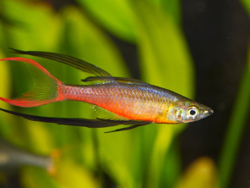 Threadfin Rainbowfish are delicate, slender fish with long, flowing fin extensions. They’re peaceful, top-swimming fish that display beautiful iridescent colors, adding elegance and motion to planted community tanks.