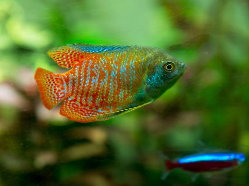 Dwarf Gouramis are peaceful, colorful fish that - in common with most Gouramis - frequently visit the surface to breathe air. If you hear a funny noise coming from your aquarium it'll be one of these unusual fish gulping air as they have a lung-like organ allowing them to breathe out of water. Their shimmering hues and calm behavior make them an attractive, peaceful top-dwelling fish option.