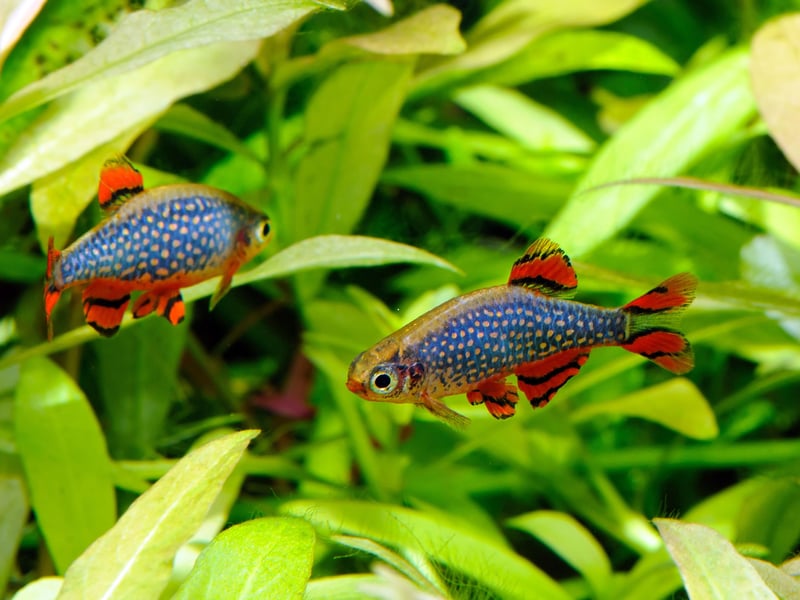 Celestial Pearl Danios, sometimes known as Galaxy Fish, are shimmering, hardy fish that love swimming near the surface of the aquarium - rarely venturing to the bottom half of the tank. They’re active, peaceful, and easy to care for, making them ideal for both beginners and experienced aquarists alike.