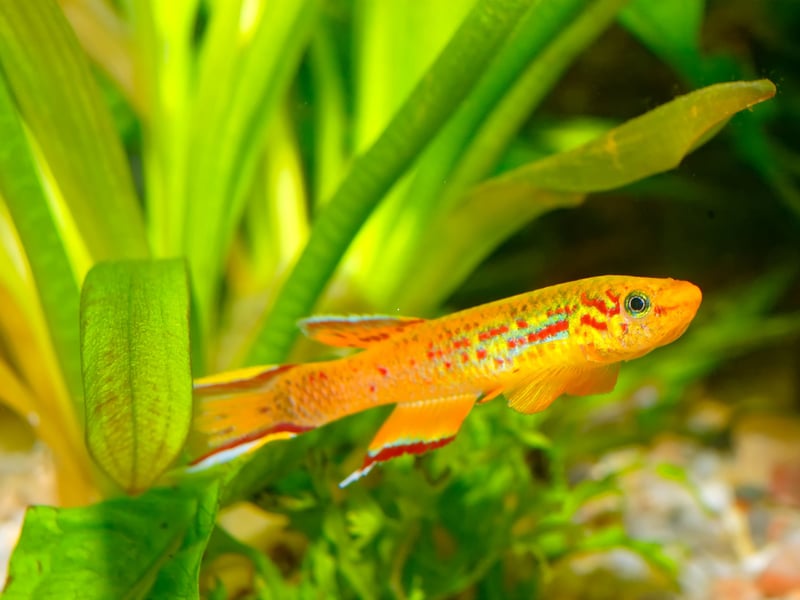 Golden Wonder Killifish are shimmering, golden-green surface fish with a calm yet predatory nature - best not put smaller fish in with them or they might be gobbled up. They need a covered tank due to their jumping ability and prefer calm, plant-rich environments.