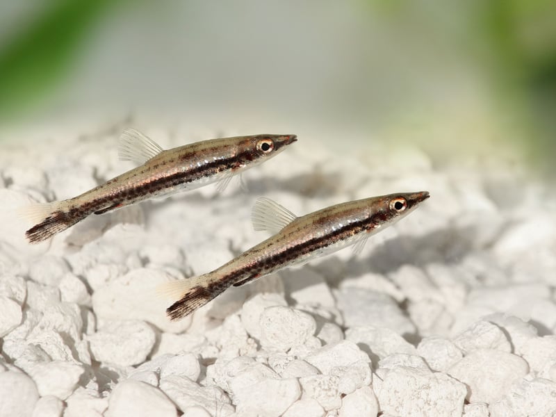 The Black Line Pencilfish - and close cousin the Brown Pencilfish - get their name from their unusual swimming style, as they move around the tank as a 45 degree angle, similar to that of a pencil being written with. They often venture away from the surface to have a wee hide in vegetation, but always come back, drifting along the surface in search of floating snacks.
