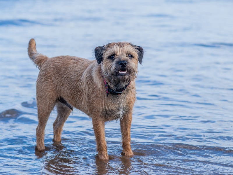 Named after the Scotland-England border where it originated, the plucky Border Terrier had 3,675 Kennel Club registrations in 2024, making it the fifth most popular small dog breed in the UK.