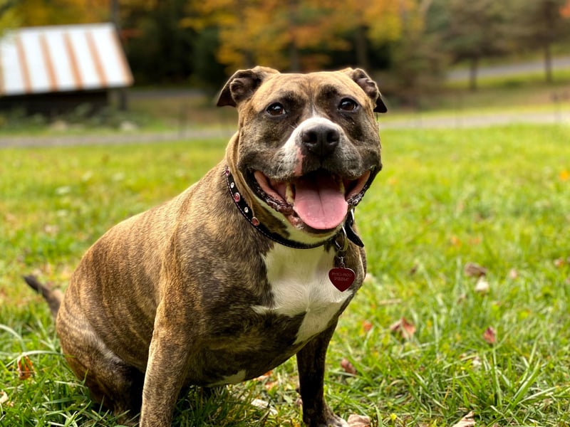 There were 5,447 Kennel Club registrations of affectionate Staffy dogs last year - putting them in third place. About as large as dogs get without being classed as a medium-sized breed, the Kennel Club still classifies them as 'small'. It's a breed that was created by crossing Bulldogs with Terriers, and they were were first recognised as a purebred dog breed in the UK in 1935.