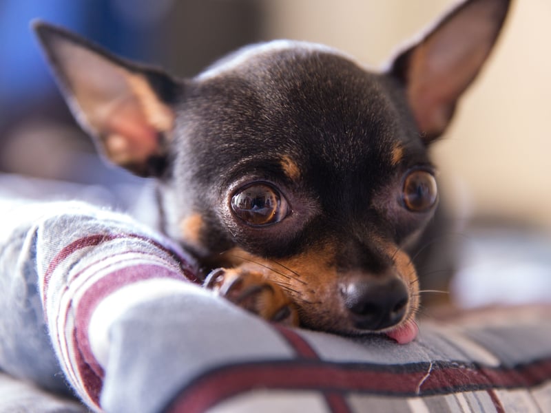 Just behind their hairier cousins is the short haired breed of Chihuahua. There were 908 new pups registered with the Kennel Club last year.