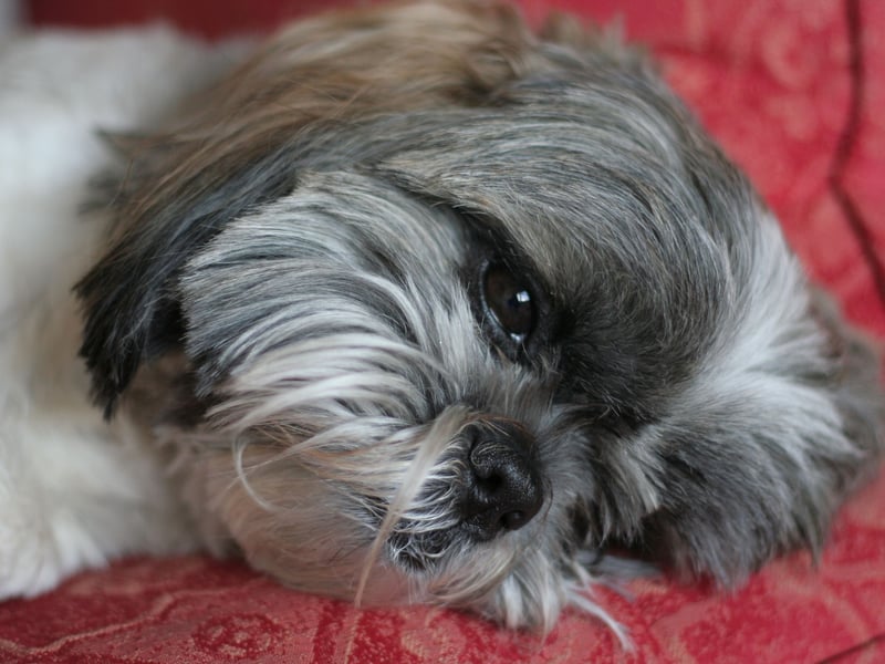 Thought to originate from the Pekingese being bred with the Lhasa Apso in their native China, these furry wee heroes were so prized by the Ming Dynasty emperors that they refused to sell or trade a single canine. Last year 1,273 of these precious pups were registered by the Kennel Club.
