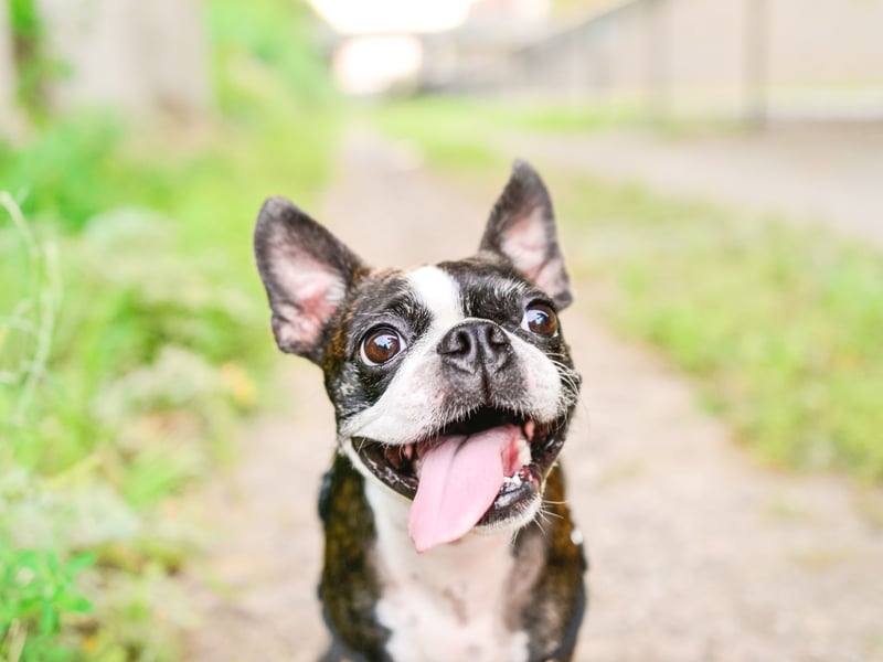 Completing our top 15 most popular small dog breeds, with 820 2014 registrations, is the Boston Terrier. Nicknamed the 'American Gentlemen', it originated in the USA where it was officially recognised as a distinct breed in 1893.