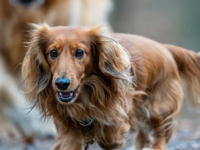 Although the Miniature Long Haired Dachshund isn't as popular as its less hirsute cousin, it still makes our list in sixth place with 3,450 registrations last year.