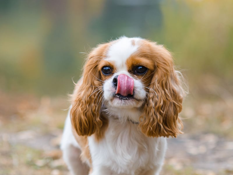The gorgeous Cavalier King Charles Spaniel takes the top spot when it comes to the most popular toy dog breeds - with 3,132 Kennel Club registrations in 2024 putting it in overall 7th spot when it comes to small dogs generally. Its name comes from it being bred to recreate Charles II's spaniel of the English Civil War period, when supporters of the king were known as Cavaliers.