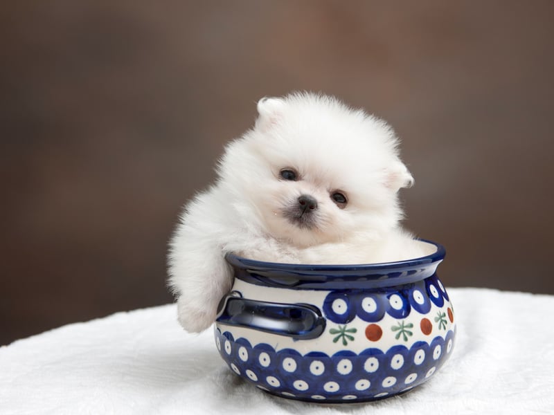 Ninth spot goes to the fluffy Pomeranian, with 1,832 registrations last year. Named after the Pomerania region, covering parts of Poland and Germany where it was first bred, they were a favourite of Queen Victoria.