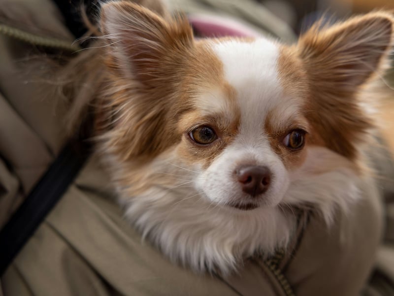 Hailing originally from Mexico and famed for being the world's smallest breed of dog, the long coat variety of the Chihuahua had 915 registrations in 2024.