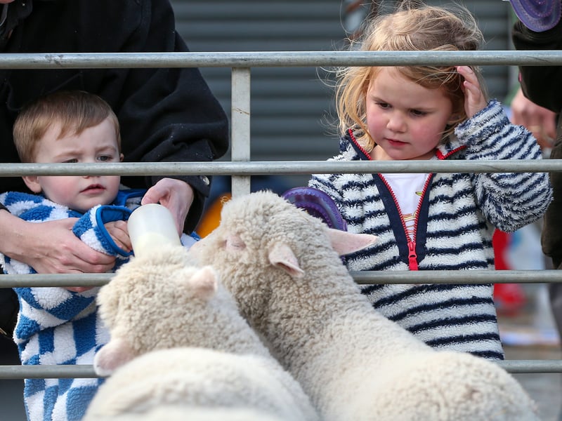 Easter holiday activities at Fort Nelson included a petting zoo Picture: Chris Moorhouse (160425-52)