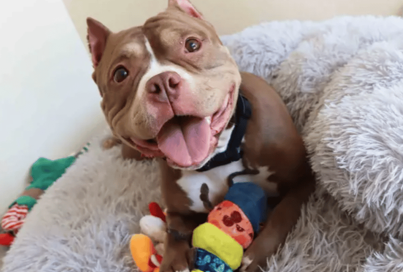 Violet is looking for a home where her family are around majority of the day. She’s a very well-mannered girl and already has some training in place including house training. Violet will be fine to live with primary school aged kids and with another dog. She’d love to have playtimes in a garden and join on family outings.