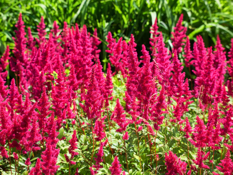 Also known as False Goat's Beard and False Spireanative, Astilbe is native to Asia and North America where it growns in mountain ravines and woodlands. Its feathery, plume-like flowers come in a spectrum of colours, including pink, red and white. When not flowering in late spring and summer it still has pleasing fern-like foliage - adding texture to gardens. It's a plant that thrives in damp, cool shady borders. That certainly sounds like Scotland.