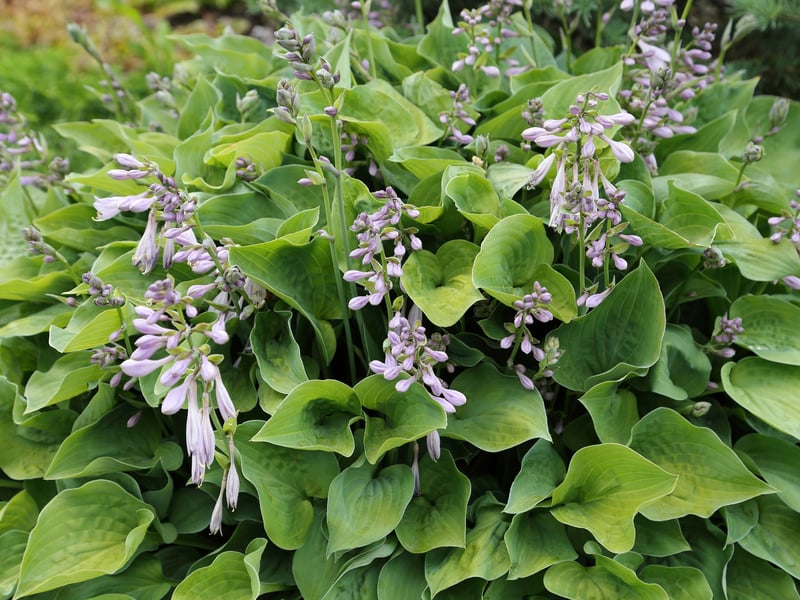A hugely popular garden plant, Hostas originally come from northeast Asia and are sometimes known as Plantain Lilies. They are loved by gardeners for their lush, architectural foliage and elegant, bell-shaped summer flowers. Shade-tolerant and hardy, this is a perfect plant for borders under trees or walls. Just be careful to protect them from greedy slugs and snails, who see Hosta leaves as a delicacy.