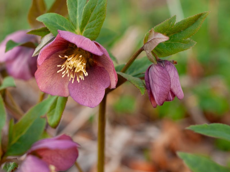 Helleborus are variously called the Winter Rose, Christmas Rose or Lenten Rose (despite not being related to genuine roses). As those names would suggest, this is a plant that flowers during winter when all else seems barren of colour. Their elegant, nodding flowers come dusky pinks, whites, and purples. They thrive in moist and shady Scottish soil.