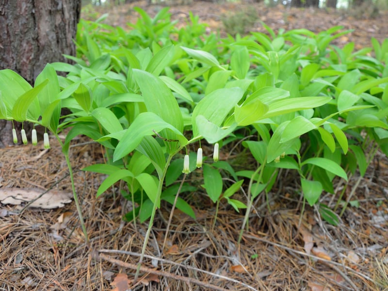 The evocatively-named Solomon's Seal grows naturally across the Northern Hemisphere and mixes well with ferns and hostas to give a nice woodland-feel to shaded areas. The graceful arching stems flower in May and June, with small, dangling, creamy-white blooms. It looks delicate but is actually as hardy as they come.