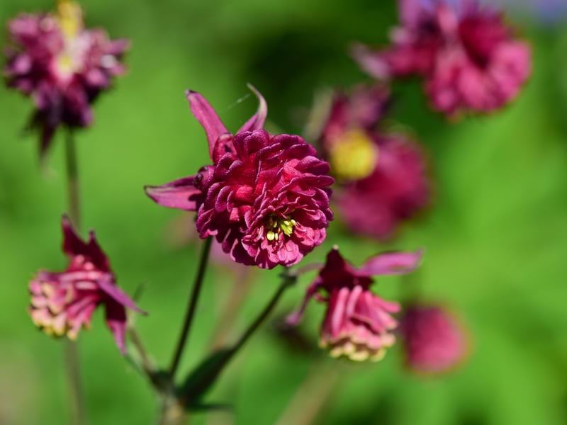 Also known as Granny's Bonnet (due to the distinctive sputted petals) and Columbine, Aquilegia is typically found in Northern Hemisphere meadows and woodlands. This hardy perennial flowers in late spring and is easy to grow - self-seeding to spread across shaded borders.
