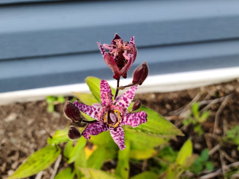 Looking like it would be more at home in the Amazon rainforest than a damn back garden in Fife, the Toad Lily's exotic orchid-like flowers with spotted petals appear in late summer to autumn. It's a reliable bloomer that prefers partial to full shade.