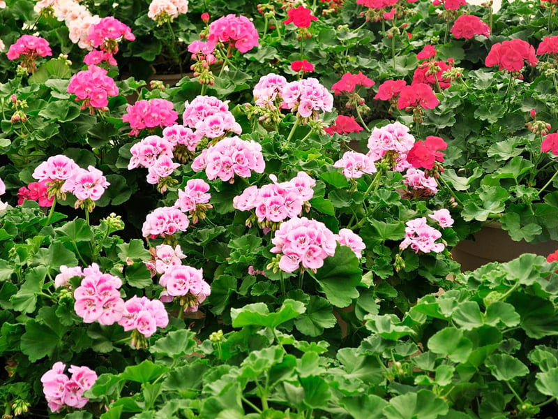 Sometimes you just can't beat the classics - and that's certainly the case when it comes to the Geranium. A plant that's practically impossible to kill, they cope well with Scottish 'summers' and are guarateed to provide huge amounts of colour with their violet-blue, saucer-shaped blooms.