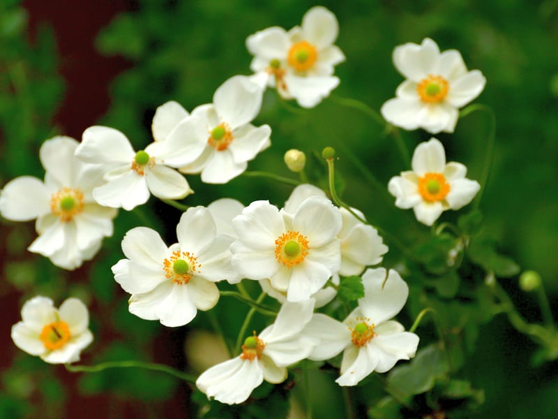 For that last summer period when everything seems to have already flowered, the Japanese Anomone provides blooms in pink or white with yellow centres. This is a tough, clump-forming perennial that will provide foliage year-round and is ideal for planting in shady borders ir rockeries next to walls.